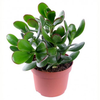 Красула (Денежное дерево)