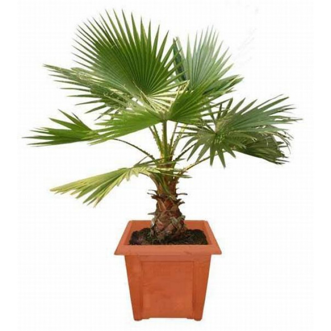 Пальма Вашингтония Пальма Вашингтония