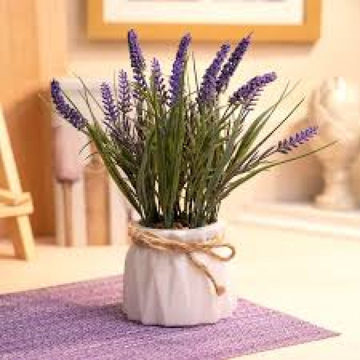 Лаванда в Аягозе