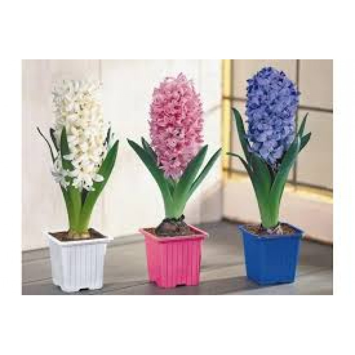 Гиацинты в Аягозе