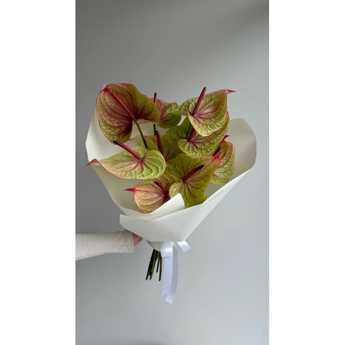 Антуриумы в Аягозе