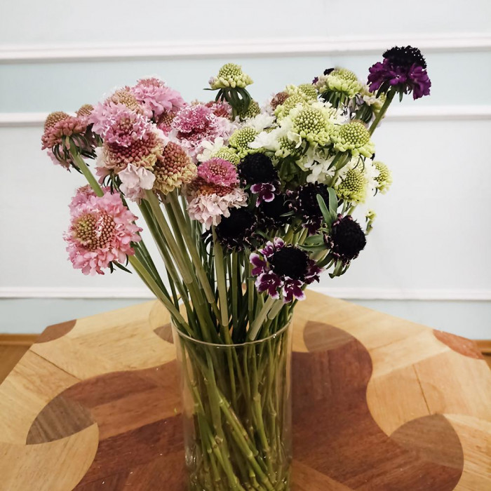 Скобиоза в Аягозе