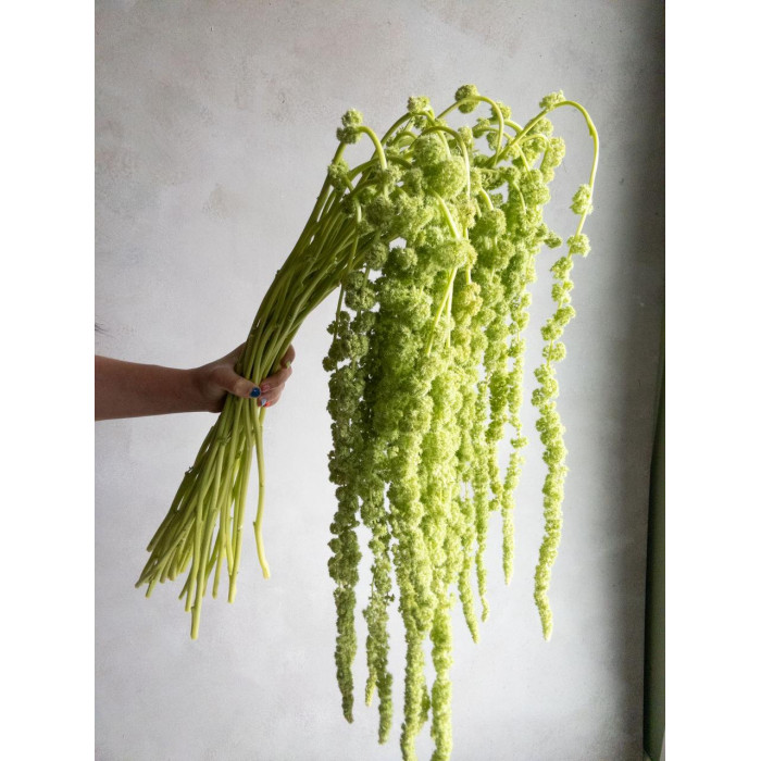 Амарантус в Аягозе