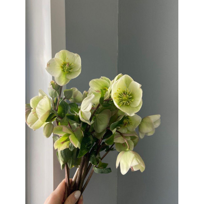 Хелеборус в Аягозе