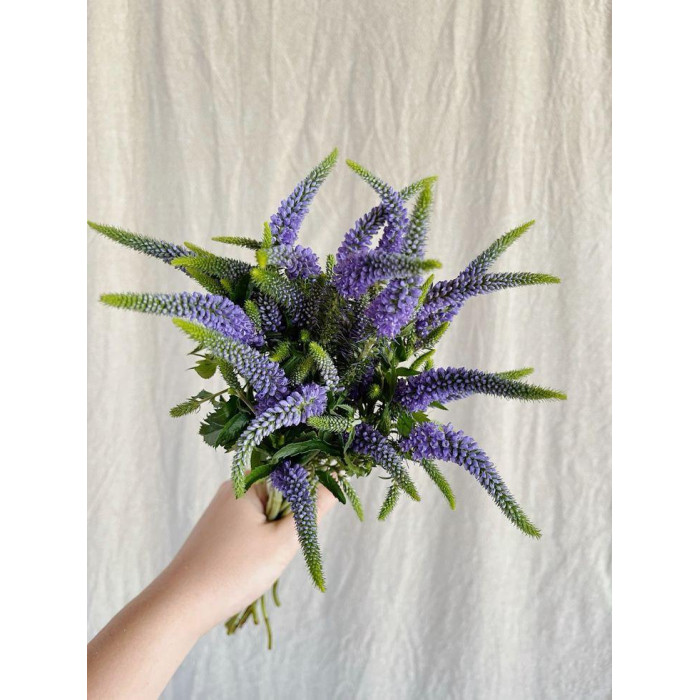 Вероника в Аягозе