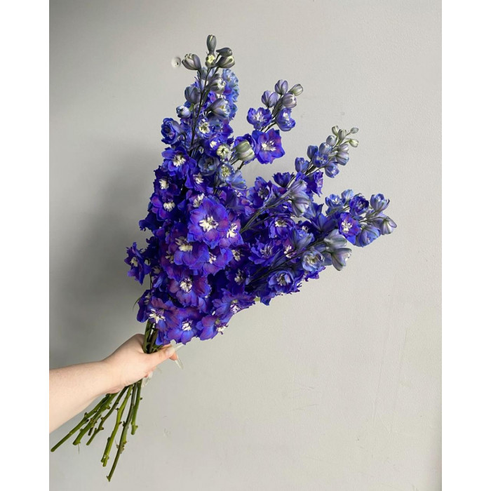 Делфиниум в Аягозе