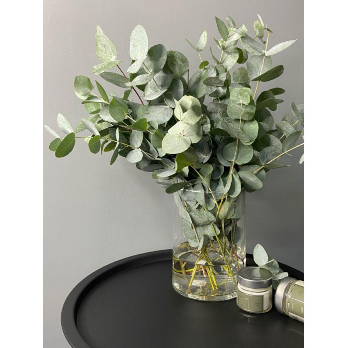 Эвкалипт в Аягозе