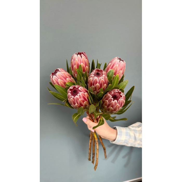 Протея в Аягозе