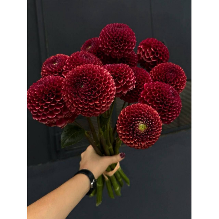 Георгины в Аягозе