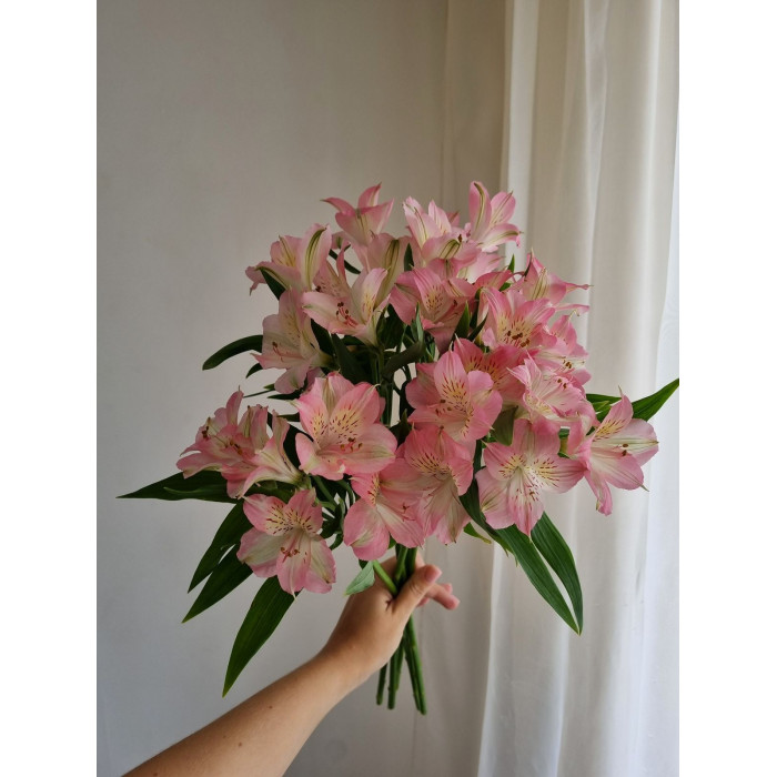 Альпиния в Аягозе