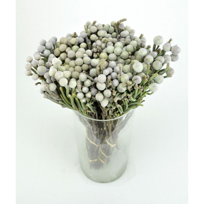 Бруния в Аягозе