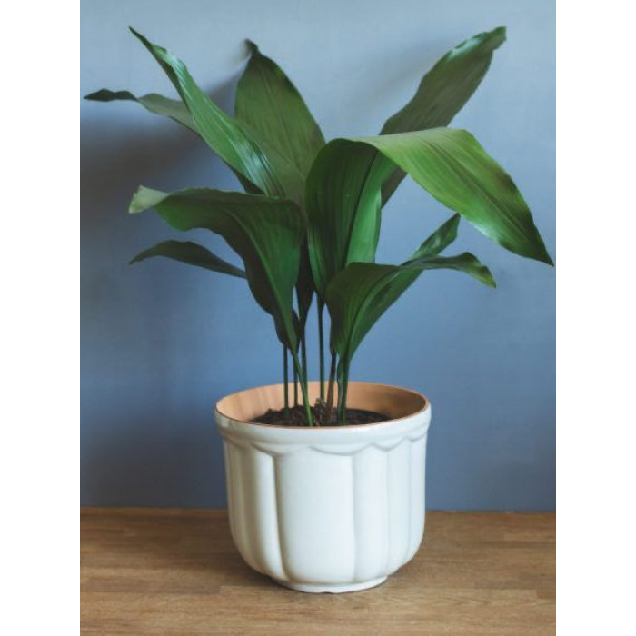 Аспидистра в Аягозе