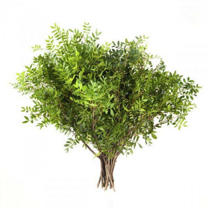 Писташ в Аягозе