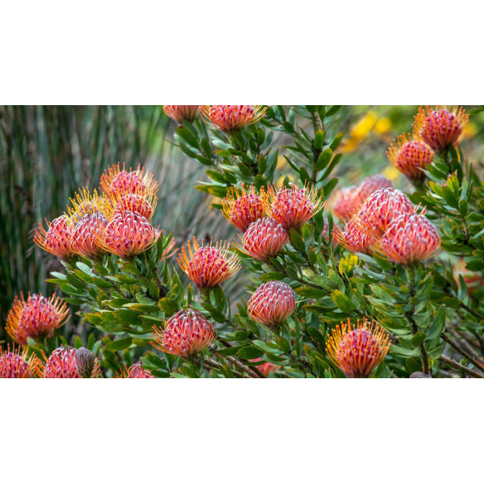 Леукоспермум в Аягозе