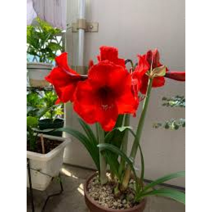 Амариллис в Аягозе