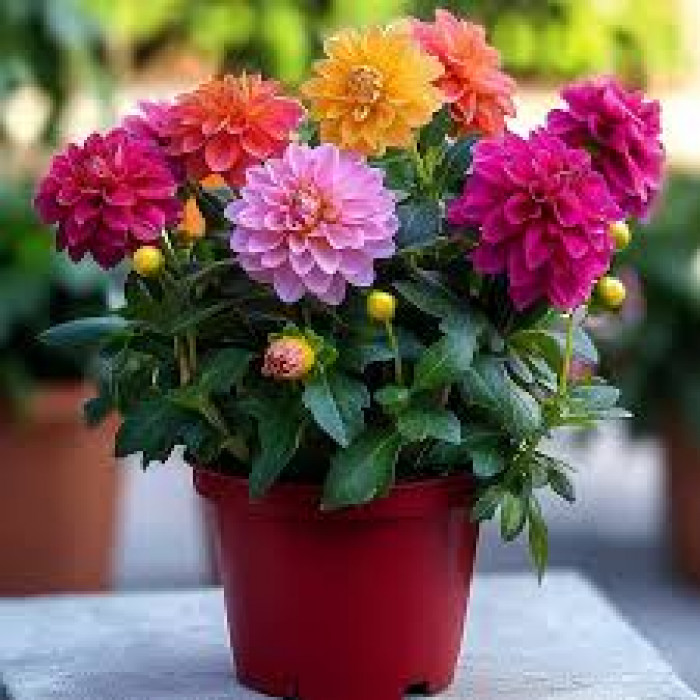 Георгины в Аягозе