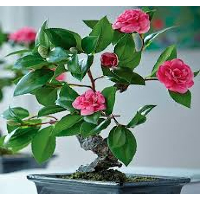 Камелия в Аягозе