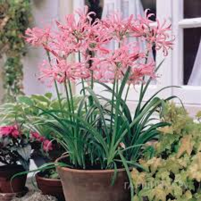 Нерине в Аягозе