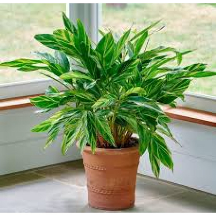 Альпиния в Аягозе