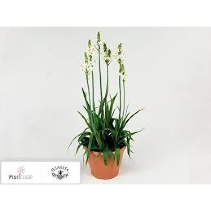 Орнитогалум в Аягозе