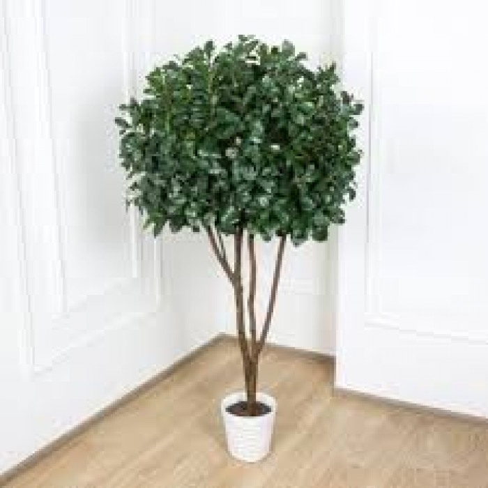 Рускус в Аягозе