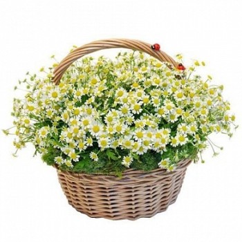 Воздушная корзина из ромашек